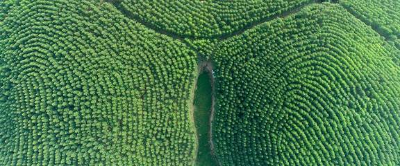 广西鹿鼎林业集团有限责任公司承接总公司业务介绍